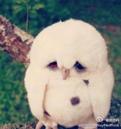 2014年茜茜微博图片（节选）。整理：LiuYifeiThaiFans